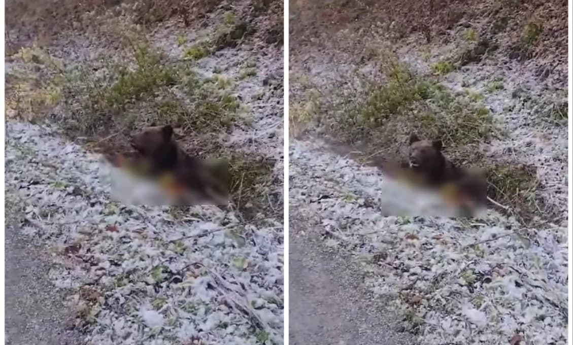 Pobúrení ochranári: Postreleného medveďa nechali pri ceste!