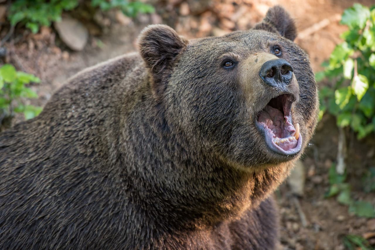 Stret s medveďom skončil pobytom v nemocnici! Tentoraz hlási Orava