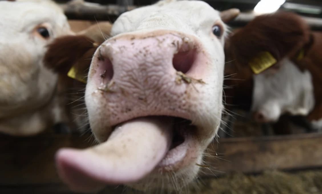 Na hranici s Maďarskom sa objavila nákaza! Okamžité opatrenia