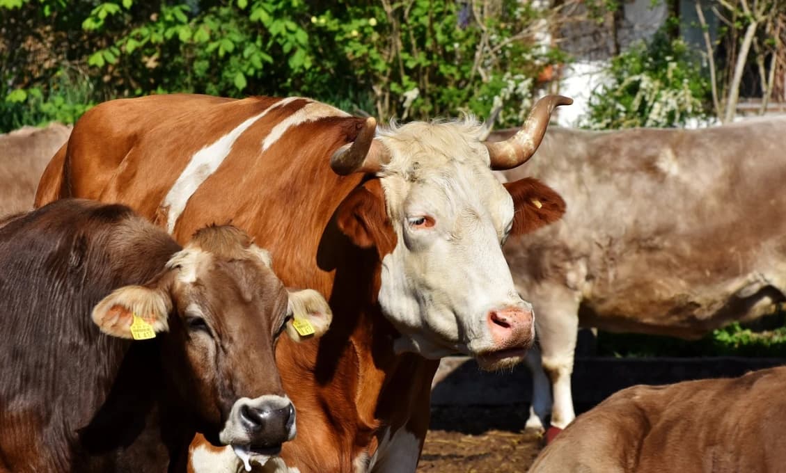 Konečne otvorené! Zoo Bojnice opäť víta návštevníkov po karanténe