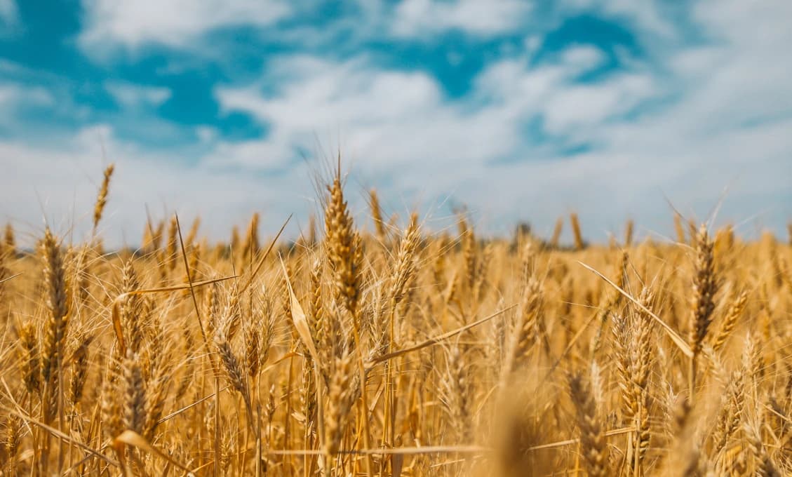 Vnúti nám dánske predsedníctvo EÚ napriek nášmu odporu GMO potraviny?