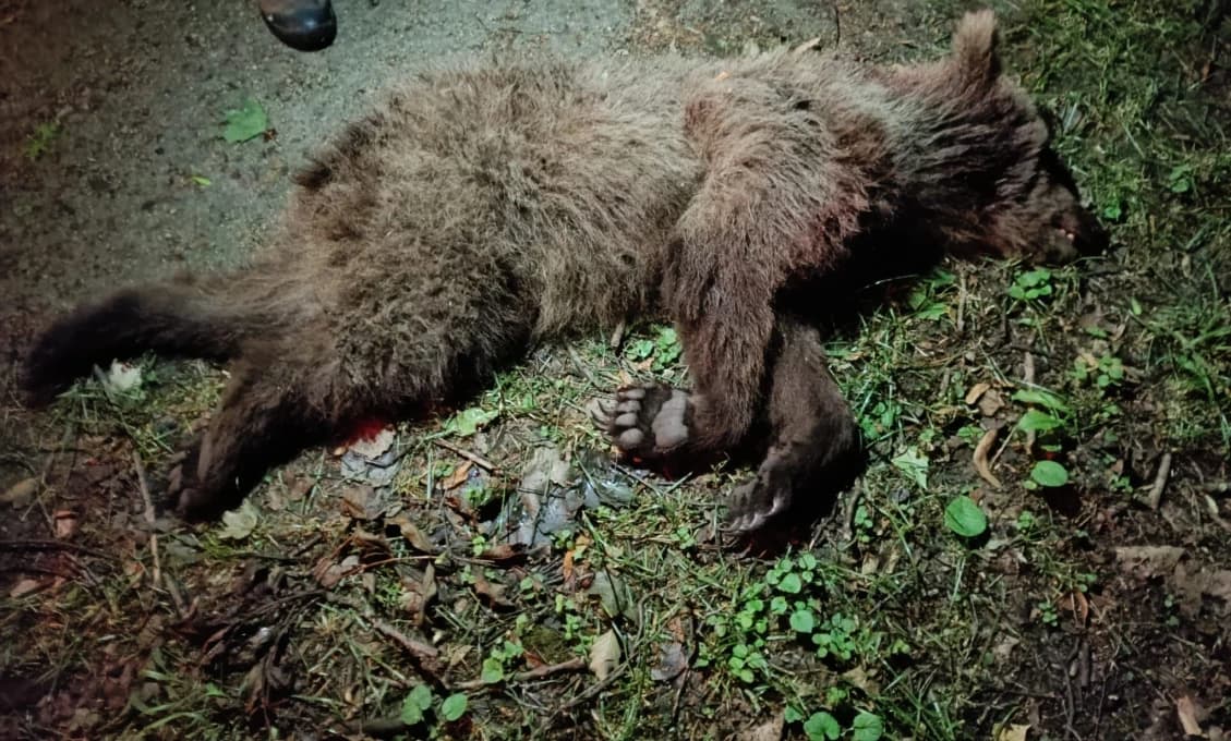 Problémový medveď v Turci eliminovaný. Zahrdúsil psa, raboval po záhradách