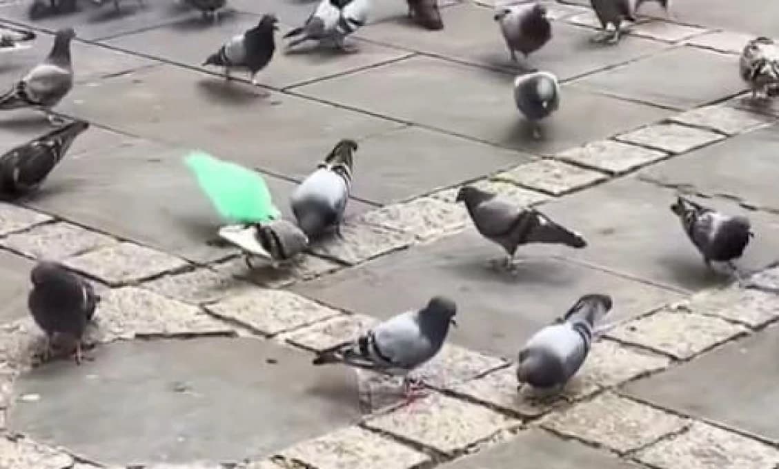 Záhadný zelený holub valcuje internet! Odborník varuje