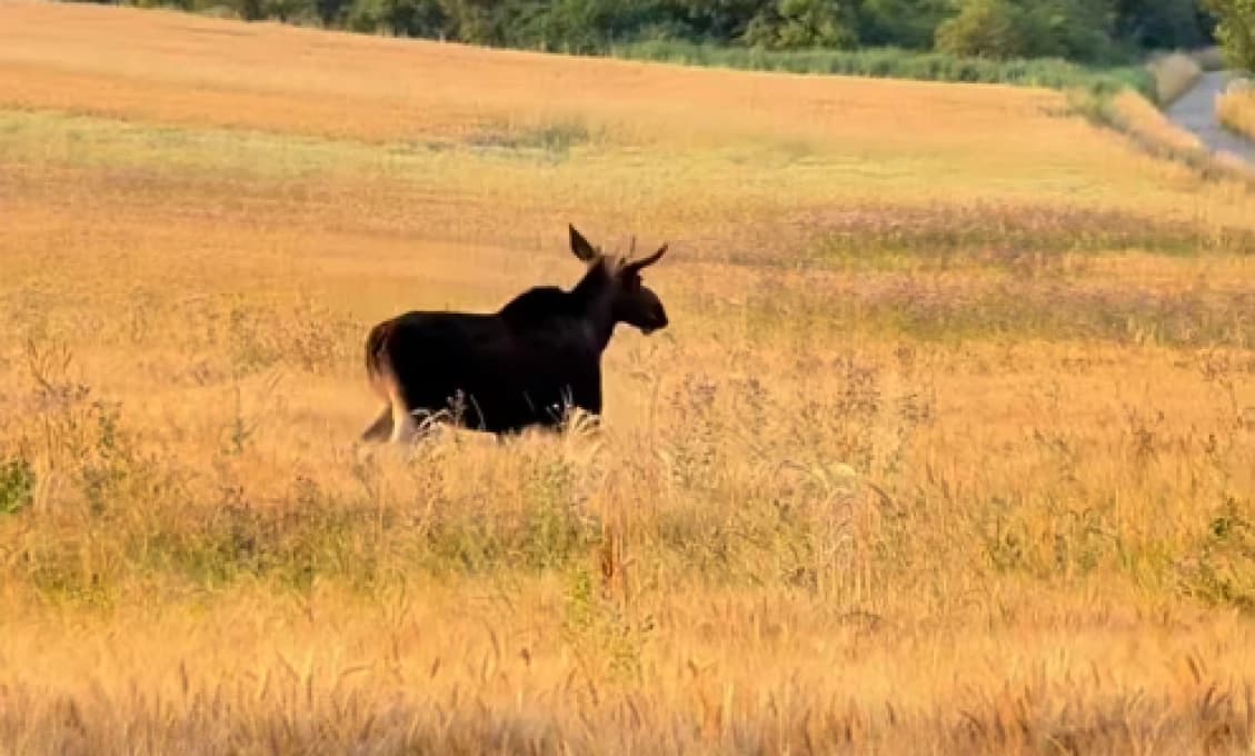 Česko ho miluje, teraz mieri k nám! Los, ktorý pobláznil krajinu, mieri na Slovensko