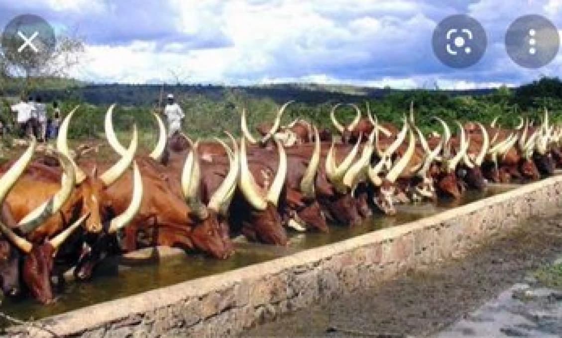 Q horúčka: Zriedkavé ochorenie, ktoré sa prejaví aj za 20 rokov