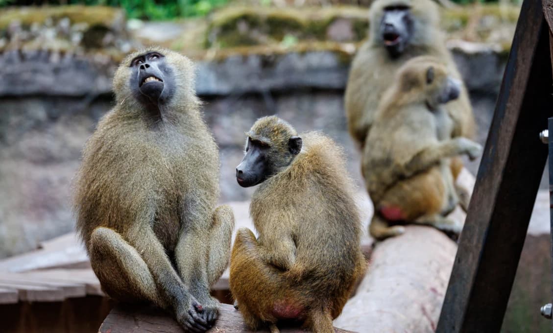 Nemecká zoo obhajuje zabíjanie zvierat, pripúšťa utrácanie ďalších