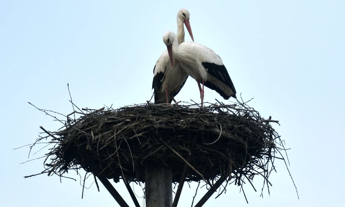 Bociany odlietajú! Opúšťajú Slovensko a míňajú Európu