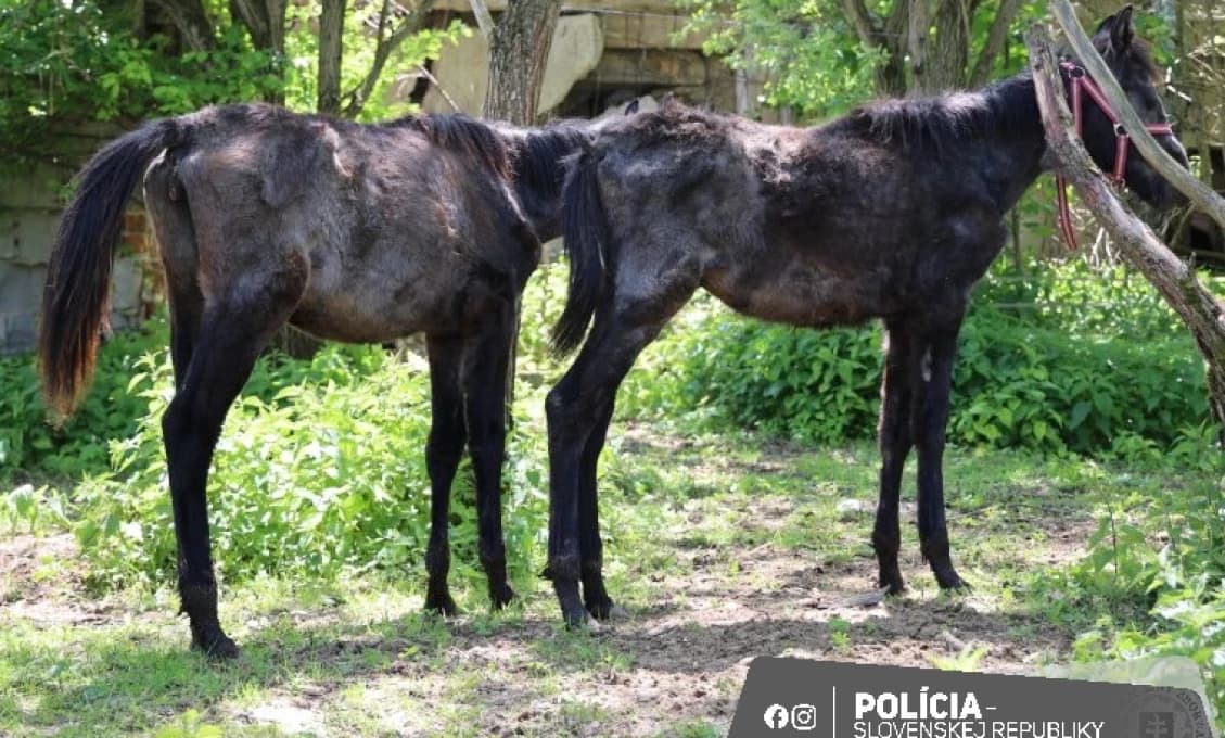 HOROR: Chovateľ týral 20 koní v zrútenej maštali, polícia šokovaná