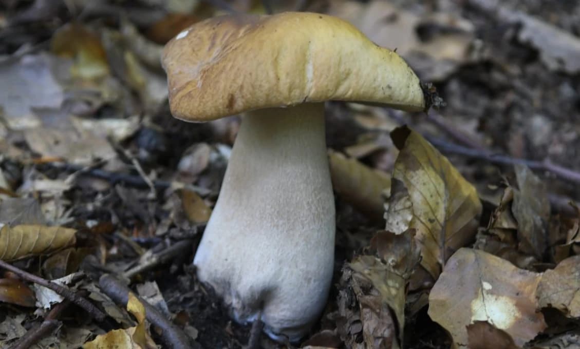 Tento hubár mal smolu. Hríb mu doslova ušiel spod ruky
