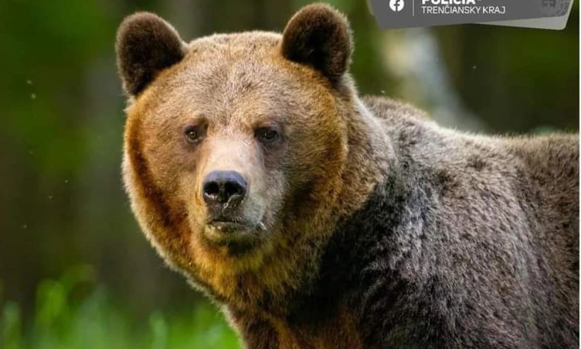 Obce sú v pozore, medveďa videli neďaleko strednej školy a čerpacej stanice