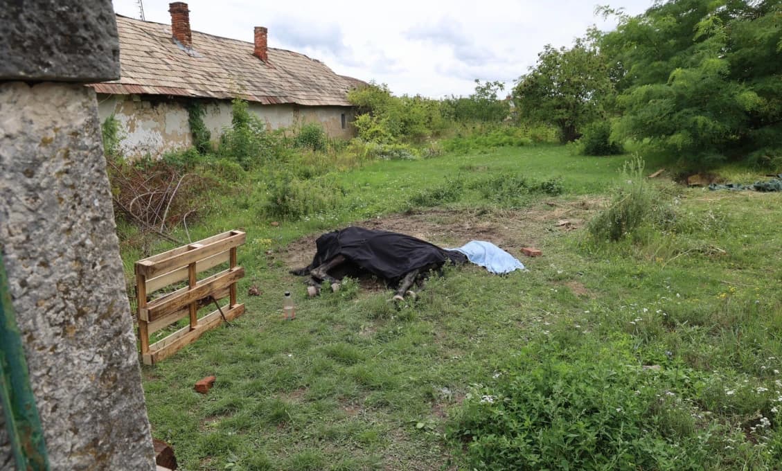 Kobyla zomrela bez vody a jedla. Ľudská krutosť opäť šokuje