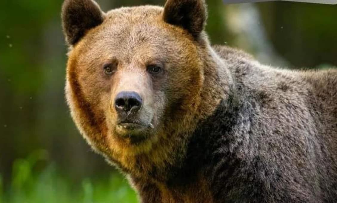 Slovák čelil OBROVSKÉMU medveďovi: Jeho jedna veta ho zachránila!