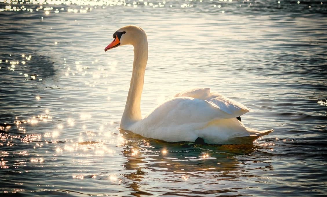 Smrť labute spustila ALARM: Veterinári potvrdili vtáčiu chrípku!