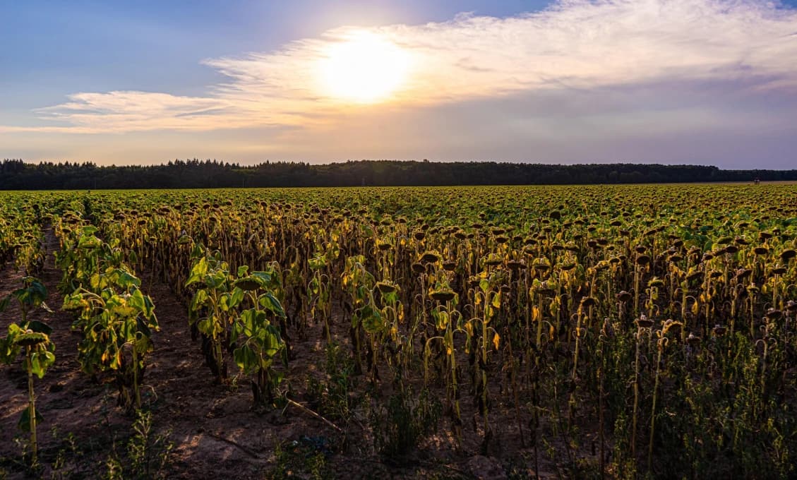 Ďalší klimatický rekord: 2025 sa radí medzi najhorúcejšie roky v histórii