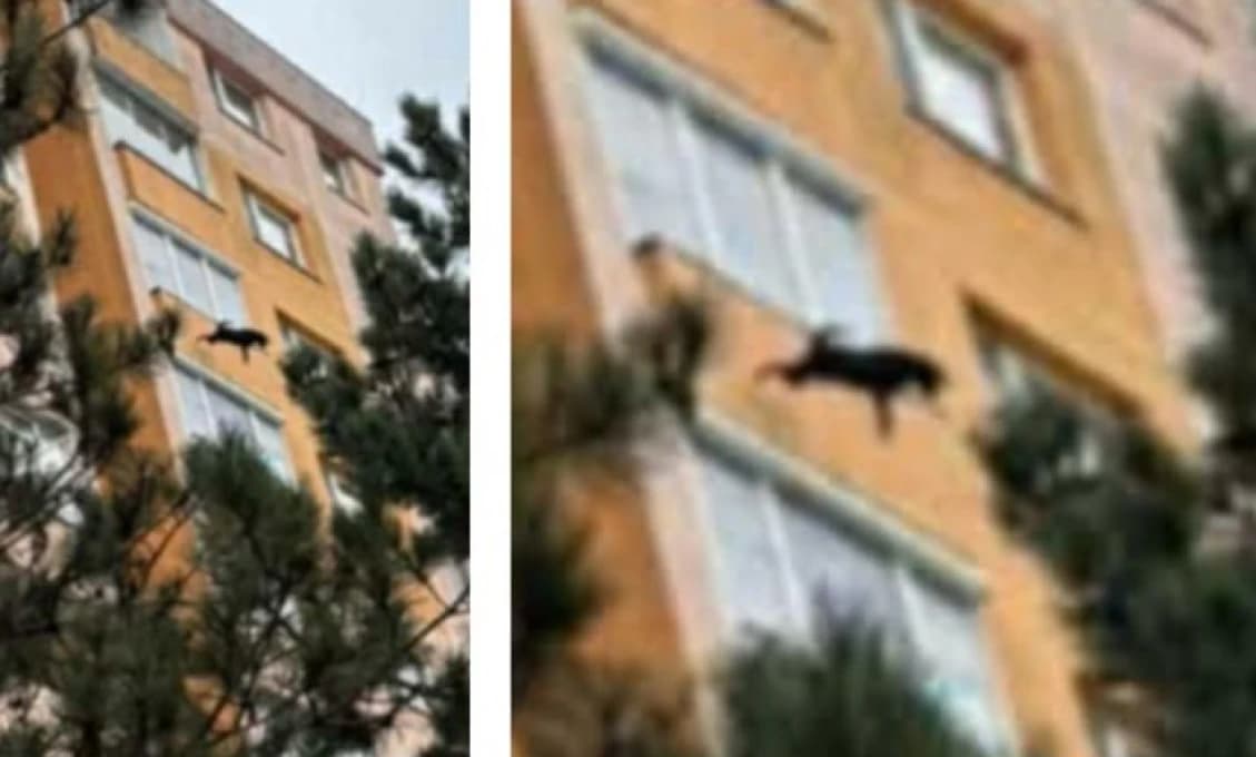 Srdcervúca tragédia: Psík bojoval o život na parapete, pomoc neprišla