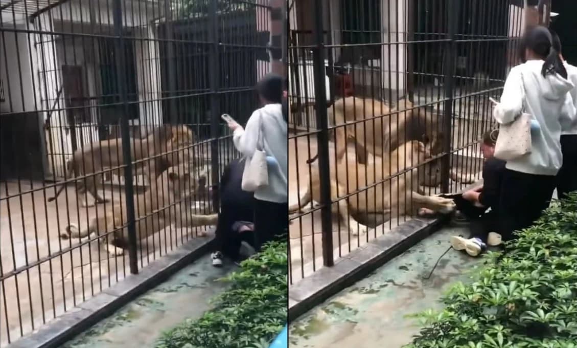 VIDEO! Lev a levica napadli dievča priamo pred očami návštevníkov!