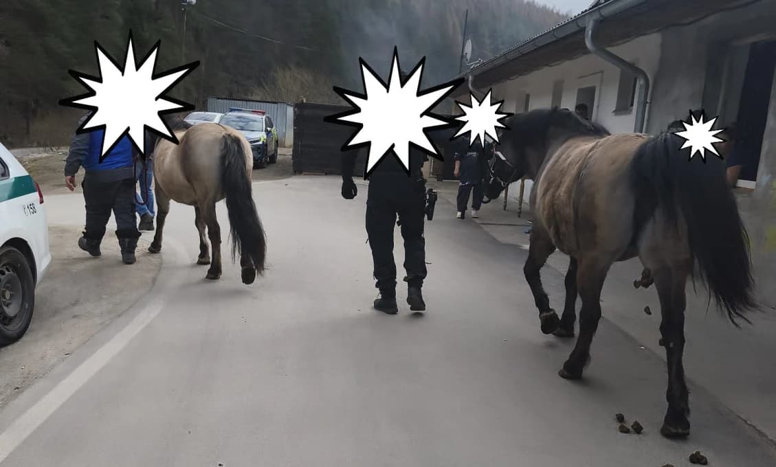 HRÔZA V OSADE! Štyri poníky mali skončiť na tanieri?! Dramatická akcia veterinárov ich zachránila v poslednej chvíli