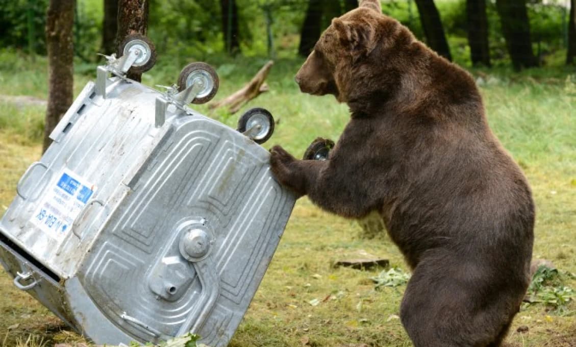 Začína MEDVEDIA RUJA! Hlásia množstvo varovaní, šelmy prichádzajú až k domom