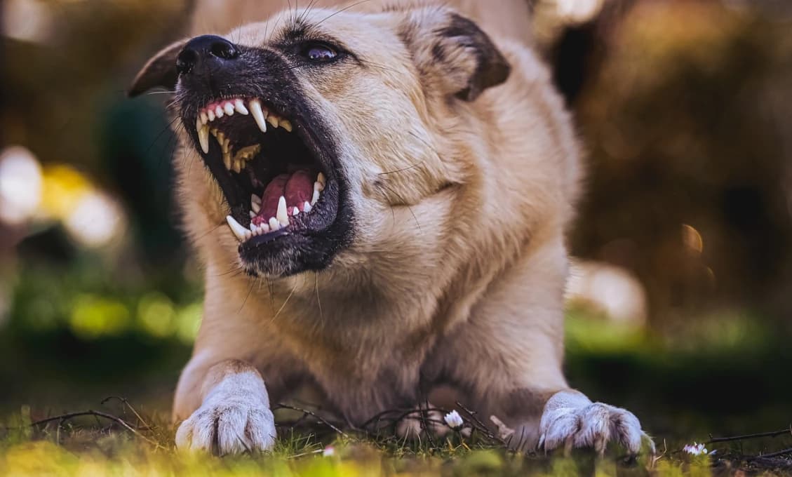 HRÔZA V OBCI: Tehotnú ženu napadol pes, jej miláčika ROZTRHAL na smrť!