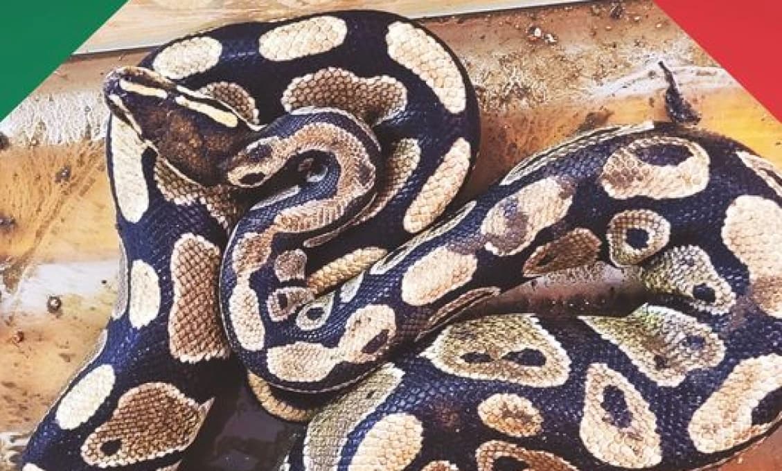 Najhorší pohľad v živote: Muž našiel svoju manželku po útoku obrovského hada
