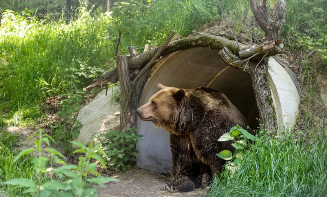 Bratislavská Zoo prišla o jednu zo svojich ikon, medveďa Felixa
