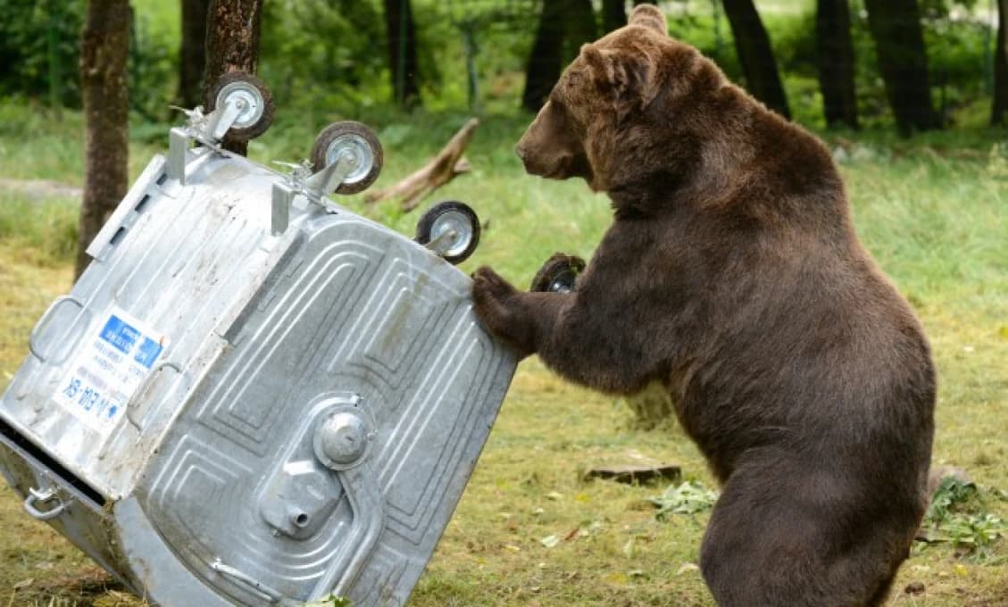 AKTUÁLNE VAROVANIE Medveď priamo oproti podniku! TU si dávajte veľký pozor (VIDEO)