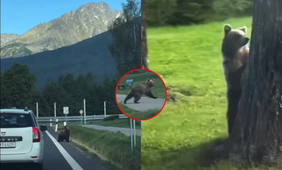 VAROVANIE pre turistov: MEDVEĎ SA ŠPACÍROVAL neďaleko známeho hotela (VIDEO)