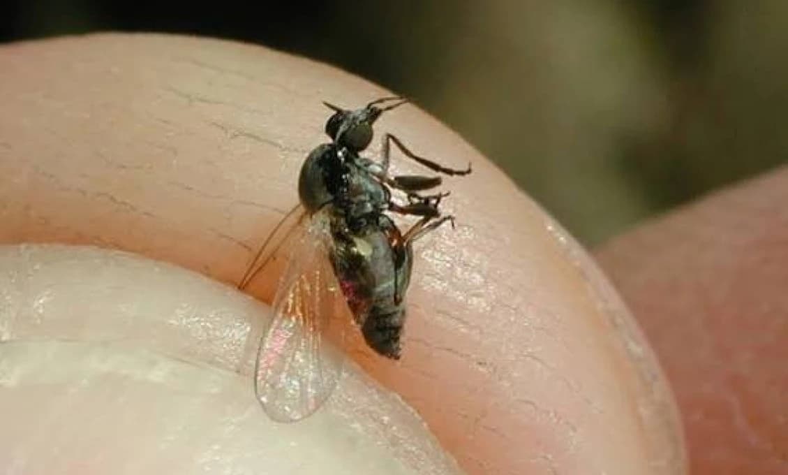 Nenápadná muška útočí! Ľudia končia s opuchmi aj na pohotovosti