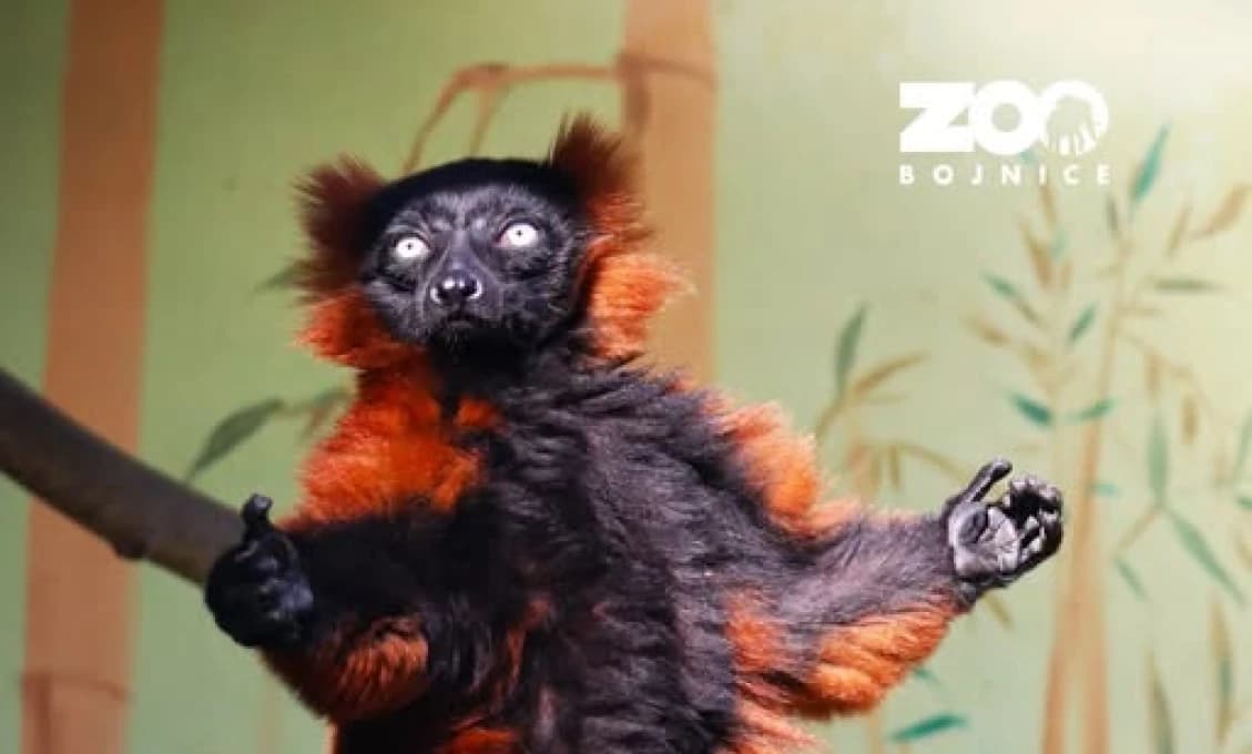 Bojnická zoo hlási skvelú správu. Lemura, ktorý si stihol počas úteku vybudovať fanúšikovskú základňu, úspešne odchytili