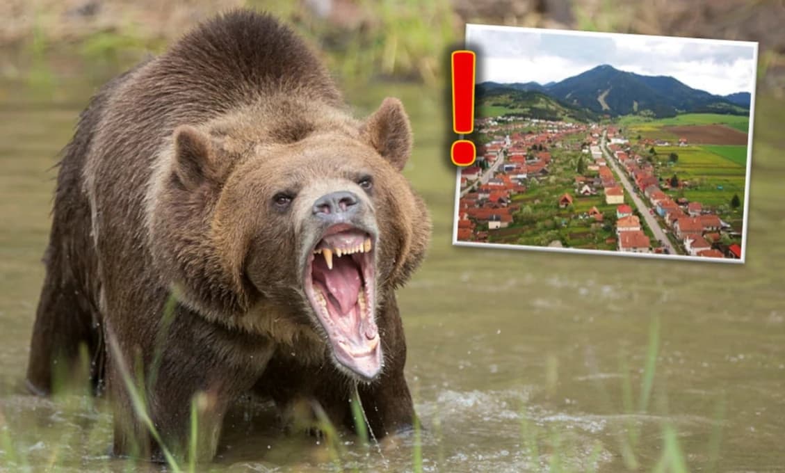 55 okresov v mimoriadnej situácii a stovky šeliem v lesoch: Slovensko rieši medvediu krízu