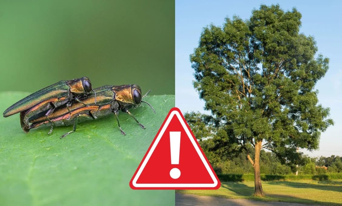 NEBEZPEČNÝ ŠKODCA dorazil na Slovensko. Môže zničiť celé lesy, štát chystá karanténu (VIDEO)