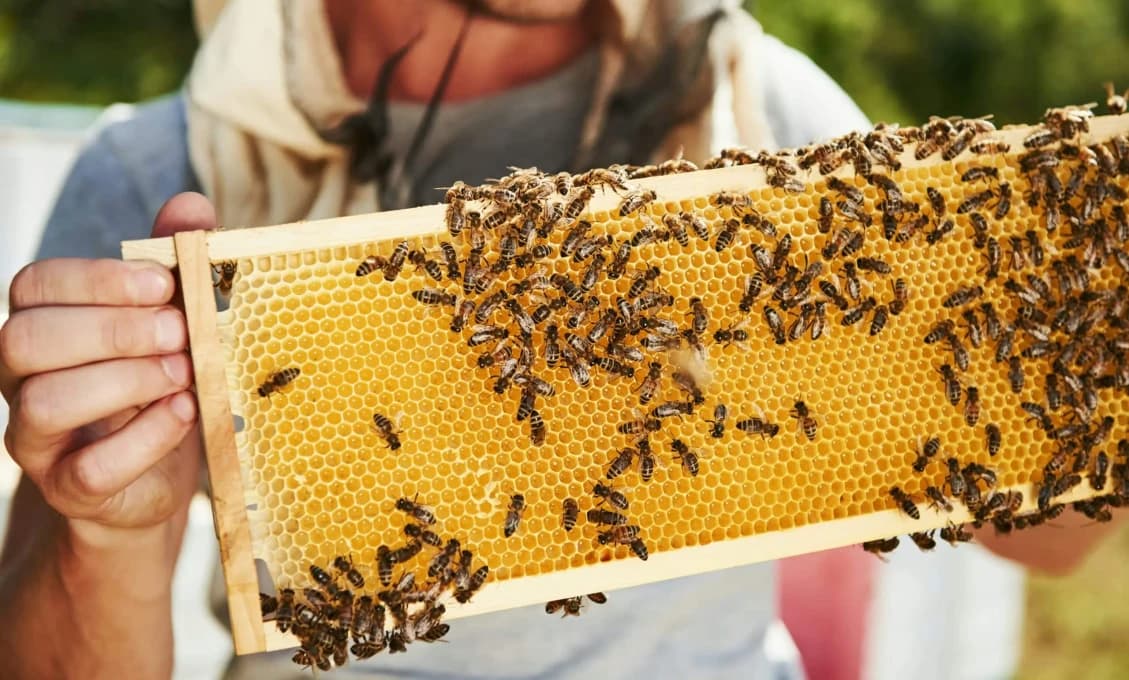 DOBRÁ SPRÁVA PRE VČELÁROV: Rekordné úhyny včiel sa zastavili! Čo ich však ohrozuje teraz?