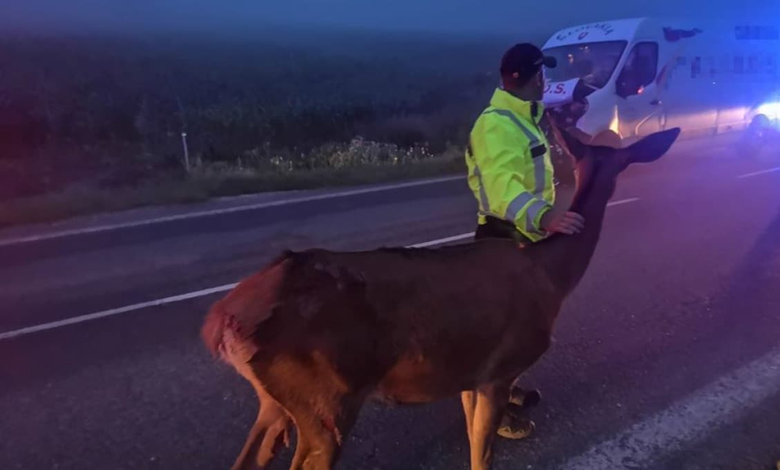 Unikátne foto: Laň po zrážke s dodávkou zostala čakať na políciu