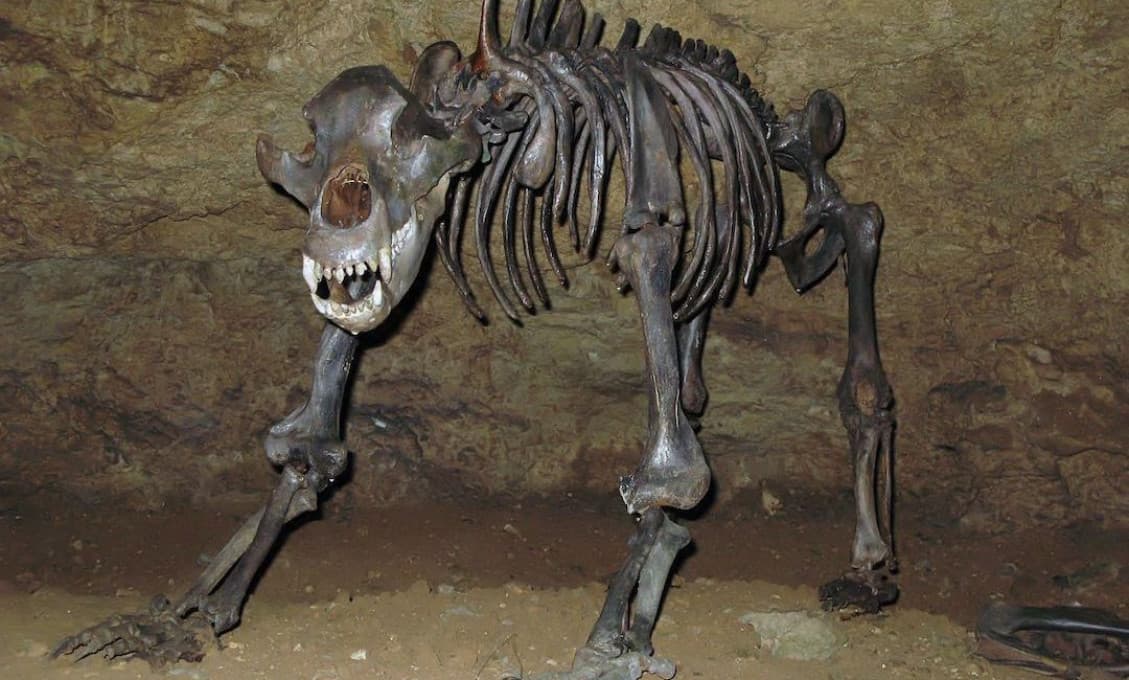 V Rusku boli nájdené pozostatky jaskynného medveďa z doby ľadovej
