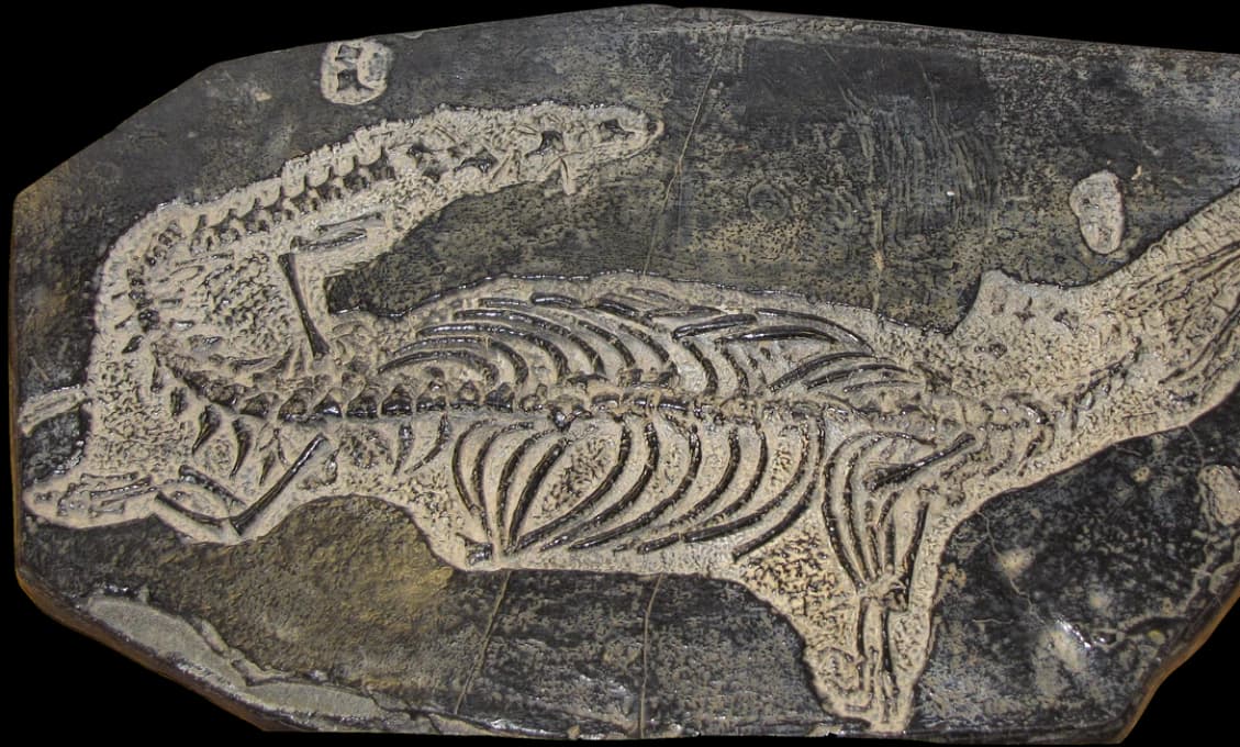 Školák našiel pozostatky dinosaura staré 250 miliónov rokov