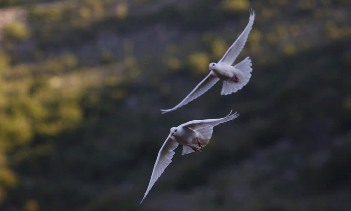 Vo Francúzsku sa našla storočná správa poslaná holubom