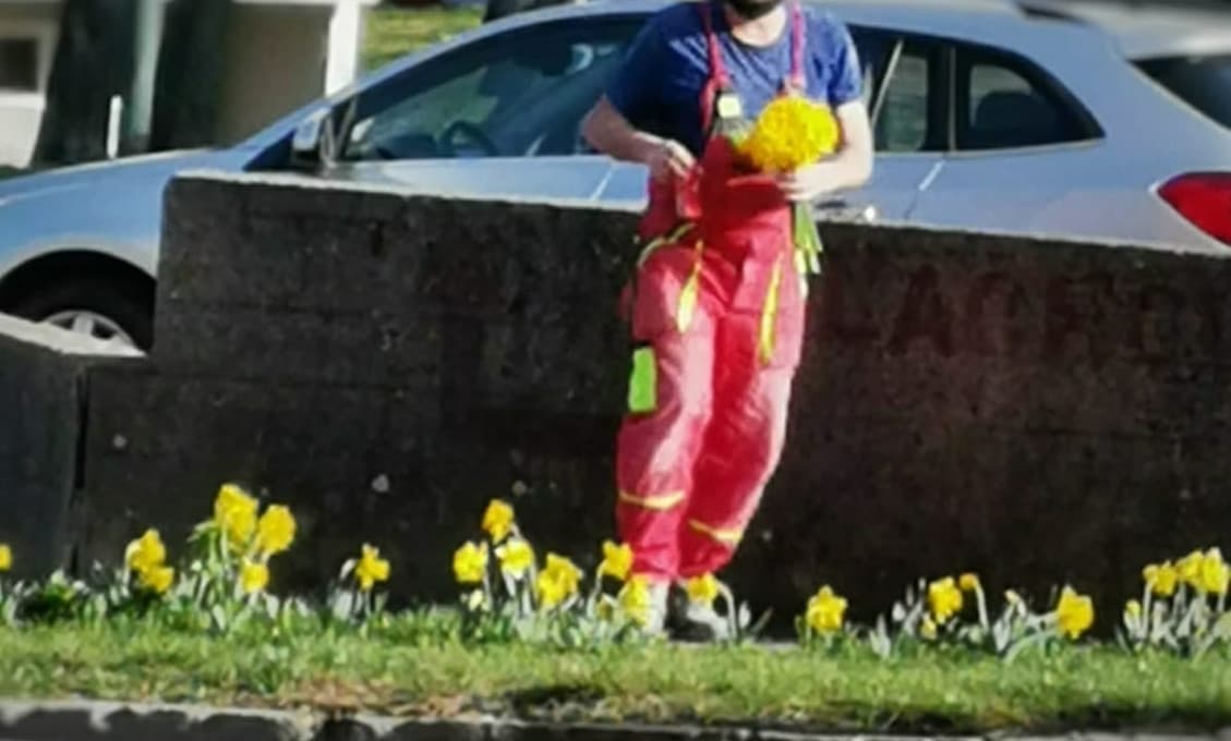 Zlodej v Dúbravke ukradol narcisy. Ženy mu vynadali ako svini do hranta, niektoré však zašli ešte ďalej