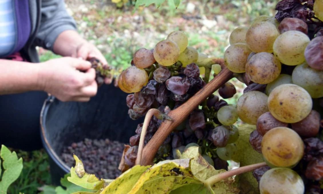 V Devíne bude prvé vinobranie v regióne, v okolí ďalšie podujatia