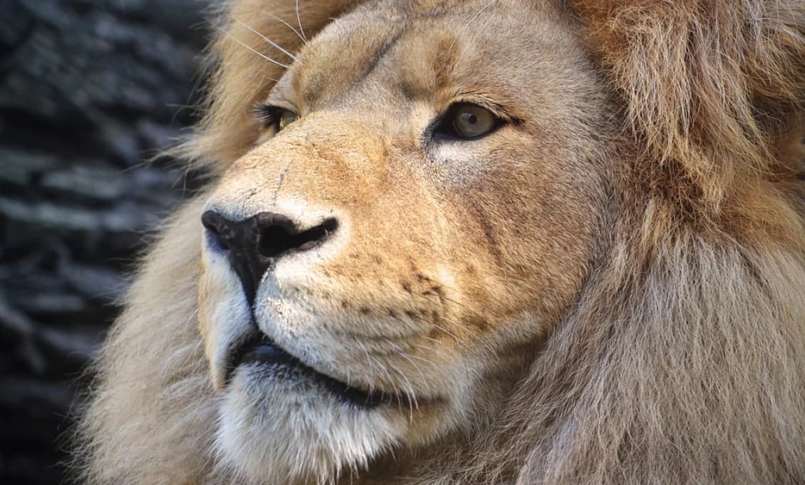 V košickej zoo si možno adoptovať leva i rybku, býva to aj svadobný dar