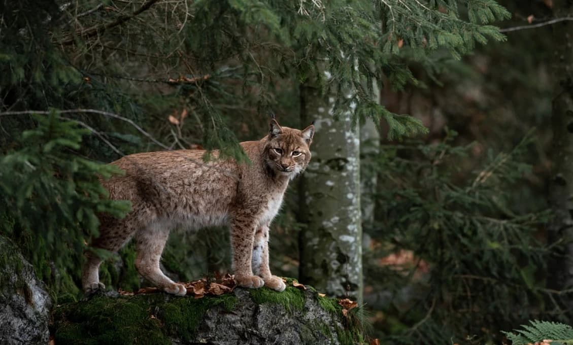 Na území NP Malá Fatra zmonitorujú počas víkendu veľké šelmy