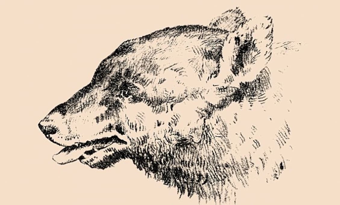 Tento obrázok z roku 1880 vám pomotá hlavu. Nájdete v ňom tvár muža?