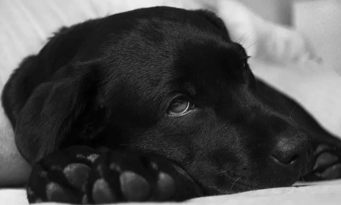 Veterinárna nemocnica v Žiline začala ako prvá na Slovensku používať špeciálny laserový skalpel