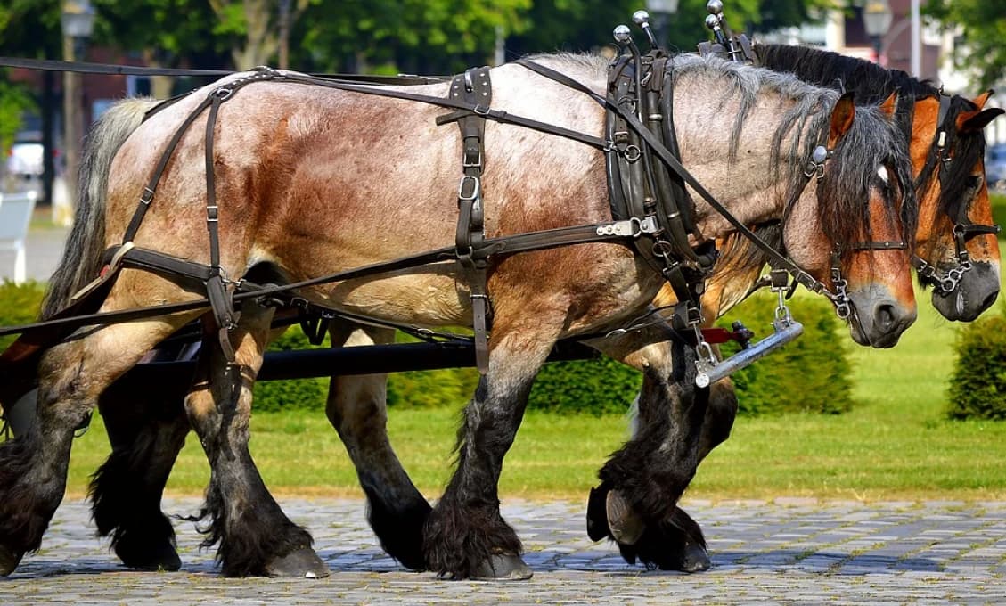 Suché stromy odstraňujú zo žilinského Lesoparku Chrasť s párom koní