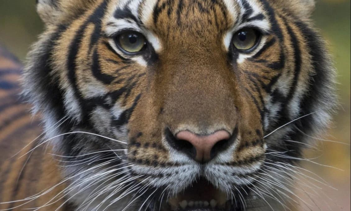 V blízkosti obce Ulič sa pohybuje tiger!