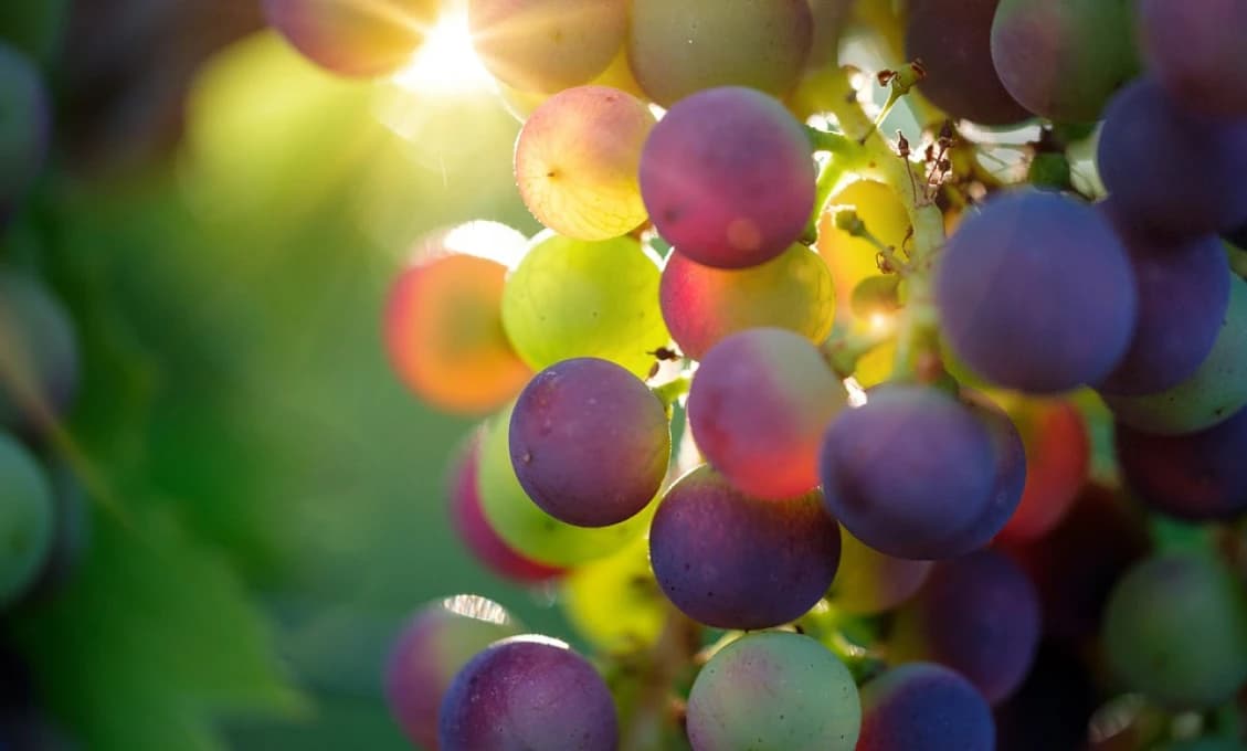 Sucho a horúčavy na Tokaji ubrali z úrody hrozna, kvalita je dobrá
