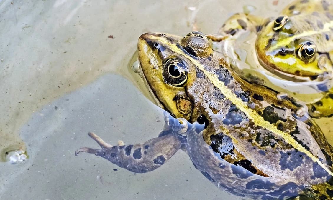 Na Bielej púti urobili priechod pre migrujúce obojživelníky