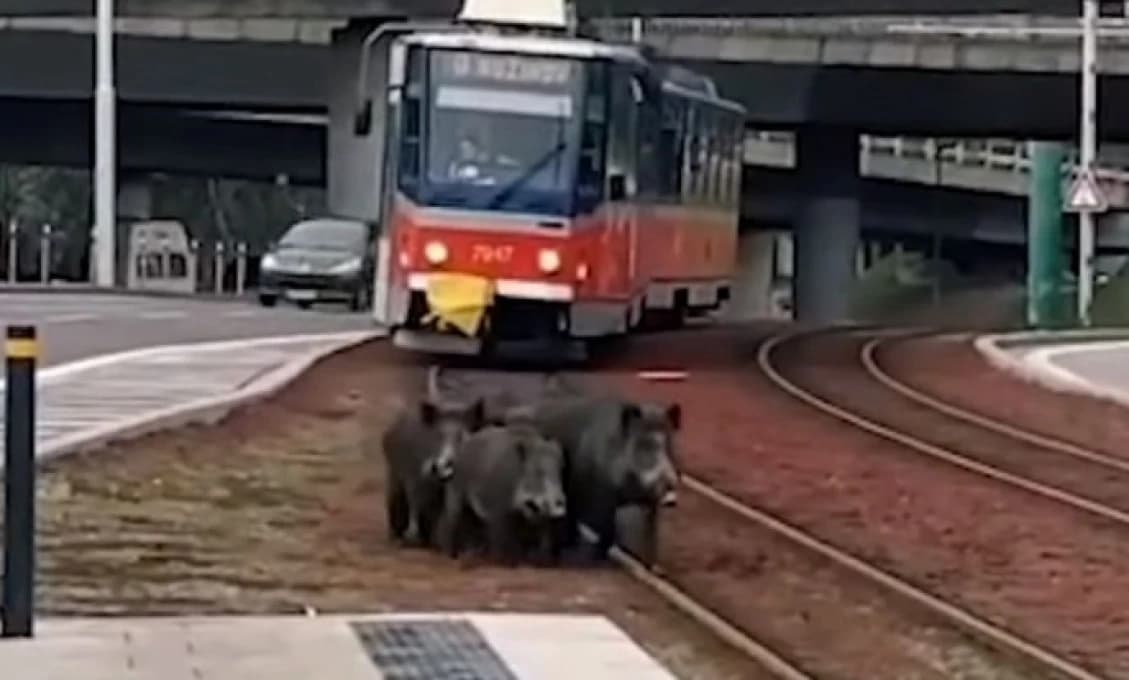 Pozor! V Bratislave bude v pondelok hromadný odlov diviakov (FOTO)