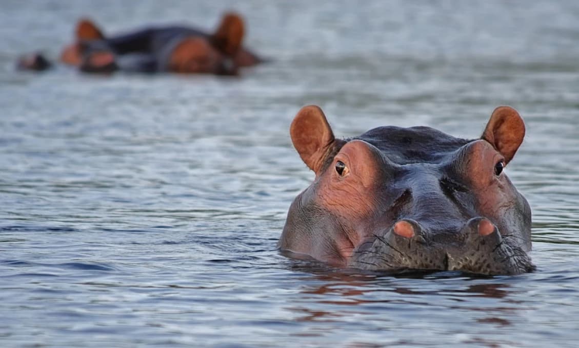 Neuveriteľné, z čoho obviňuje desať afrických krajín EÚ