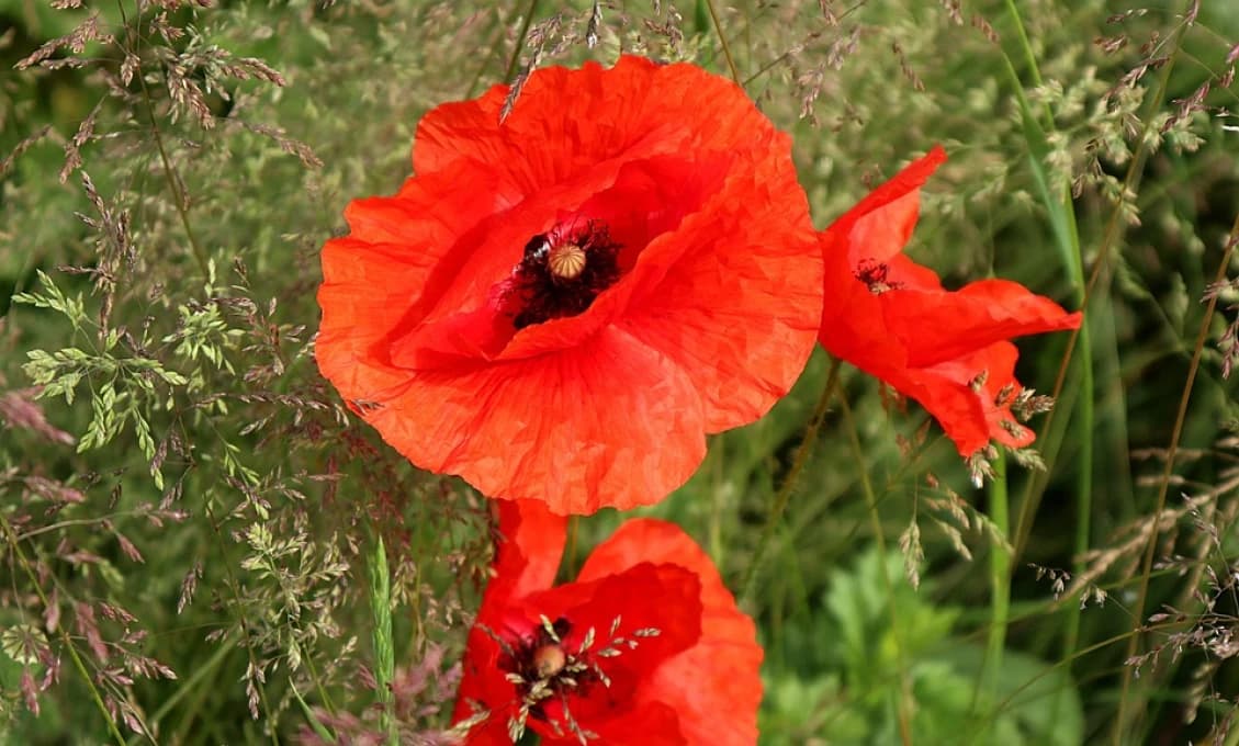 Symbolom Medzinárodného dňa vojnových veteránov je červený mak