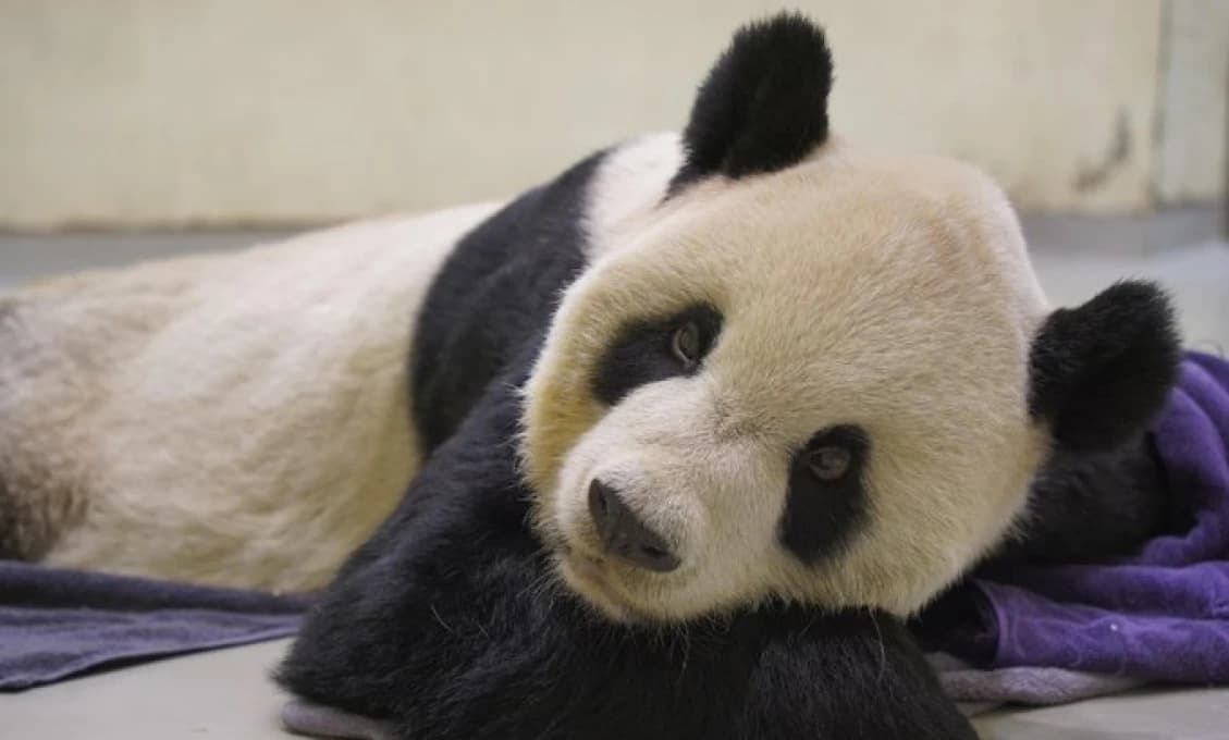 Zomrela panda Tchuan Tchuan, symbol dobrých vzťahov s Čínou